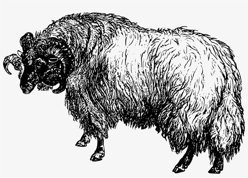 This Free Icons Png Design Of Black-faced Sheep, transparent png