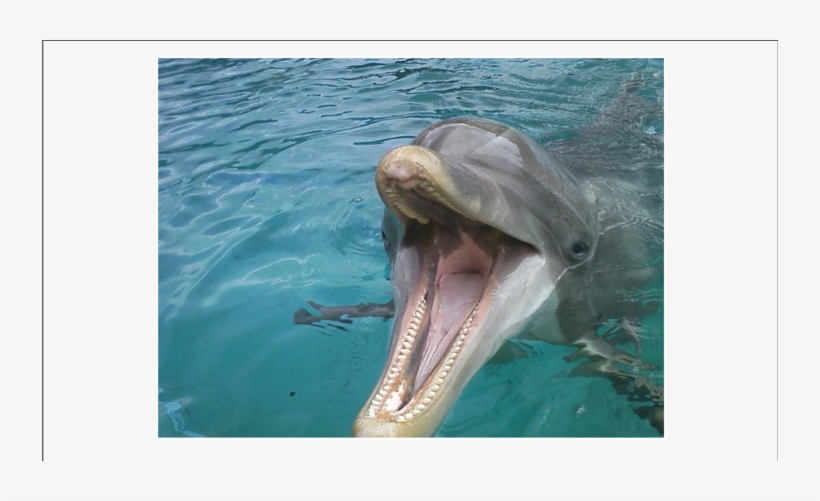 A Dolphin Begging For An Ice Cube - Dolphins Tongue, transparent png