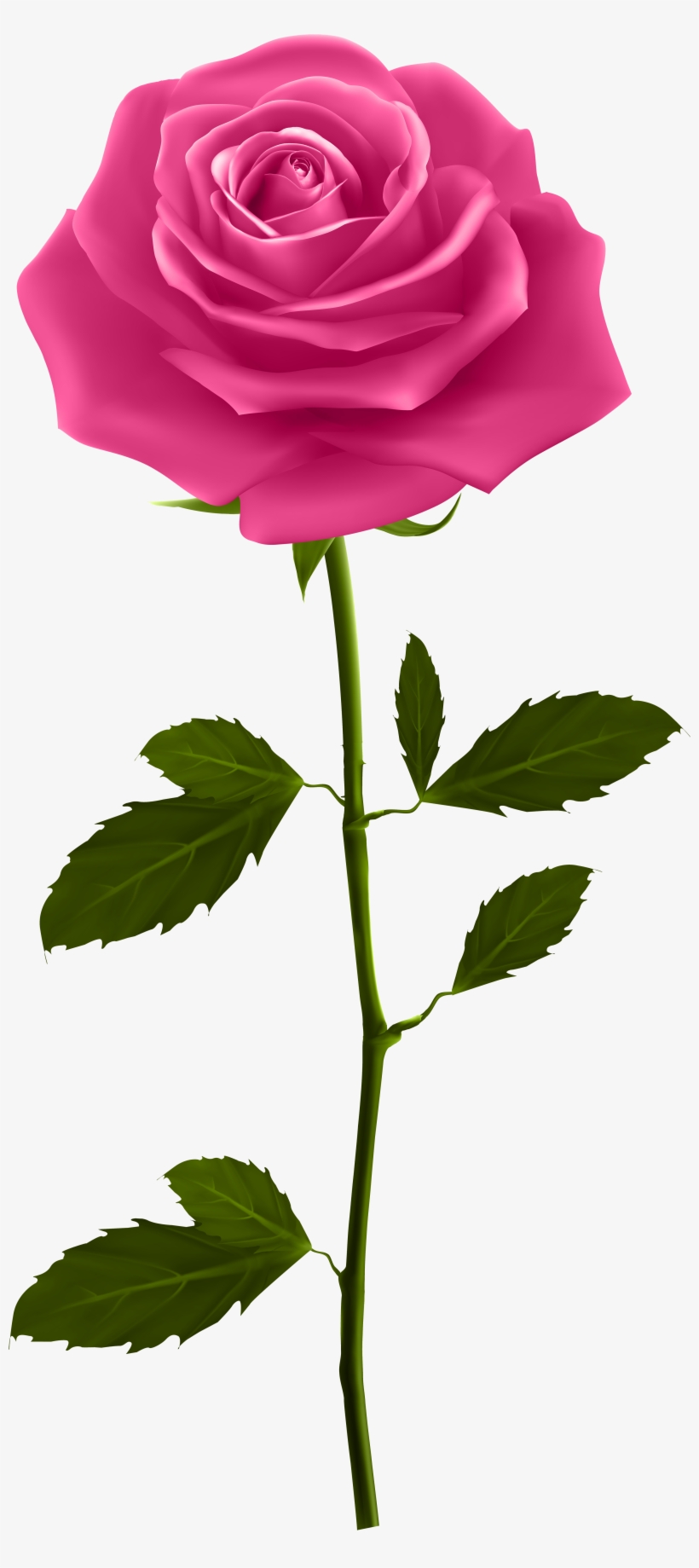 Red Rose Petals Png Download - Pink Rose With Stem, transparent png