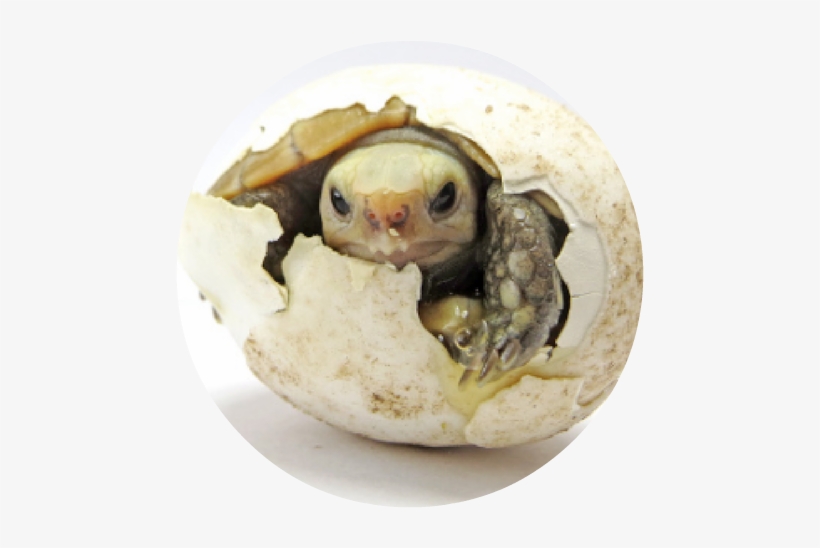 Turtle Cracking Egg Round - Turtle Egg Png, transparent png
