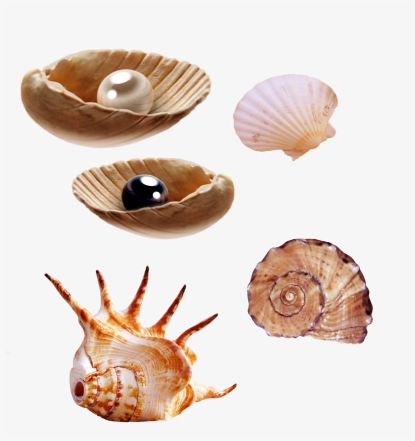 Sea Creatures Png By Pngimagesfree - Clip Art For Sea Creatures, transparent png
