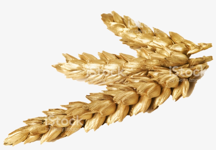 Wheat - Beyond Green Barley From Jeju Mask 1pc 22ml, transparent png