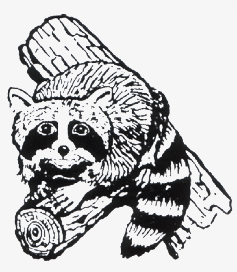 Raccoon - Illustration, transparent png