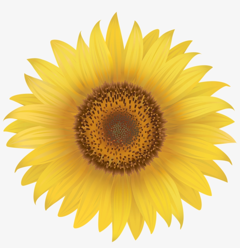 Sunflower Png, transparent png