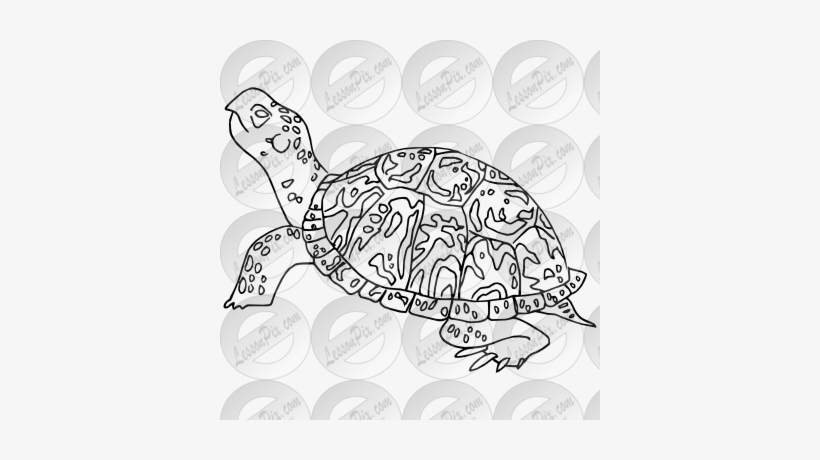Outline For Classroom Therapy Use Great - Turtle, transparent png