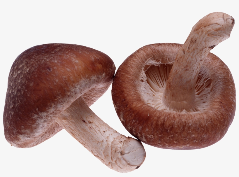 Agaricus Png, transparent png