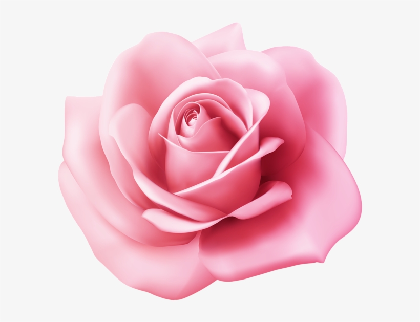 Garden Roses, transparent png