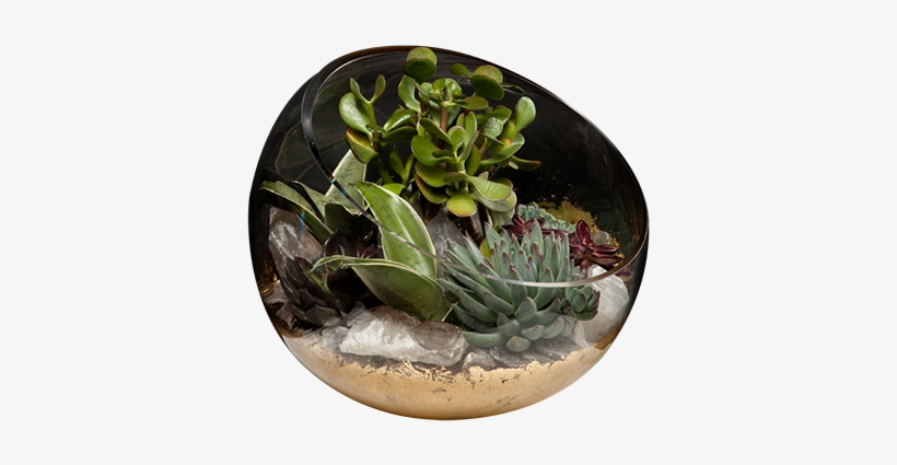 Succulent Garden - Ceramic, transparent png