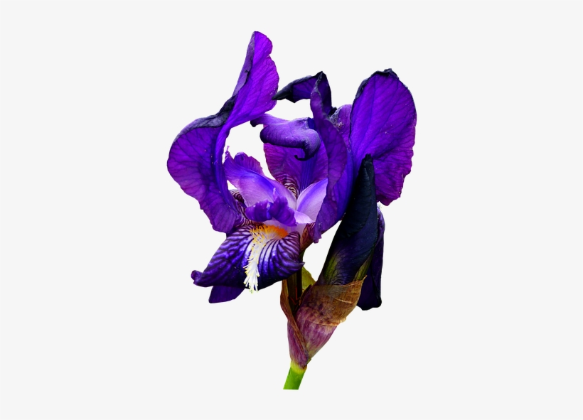 Iris, Blue, Flower, Garden, Nature, Botany, Petals - Blue, transparent png