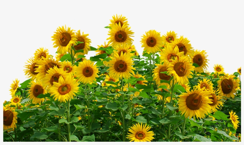 Free Photo Flower Sunflower Summer Yellow Flower Nature - Sunflowers Png, transparent png