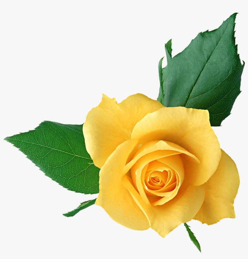 Yellow Flower Clipart Png Format - Clip Art Yellow Rose Png, transparent png
