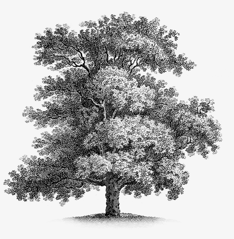 Oak-tree - Free Vintage Printable - 1000x1000 PNG Download - PNGkit