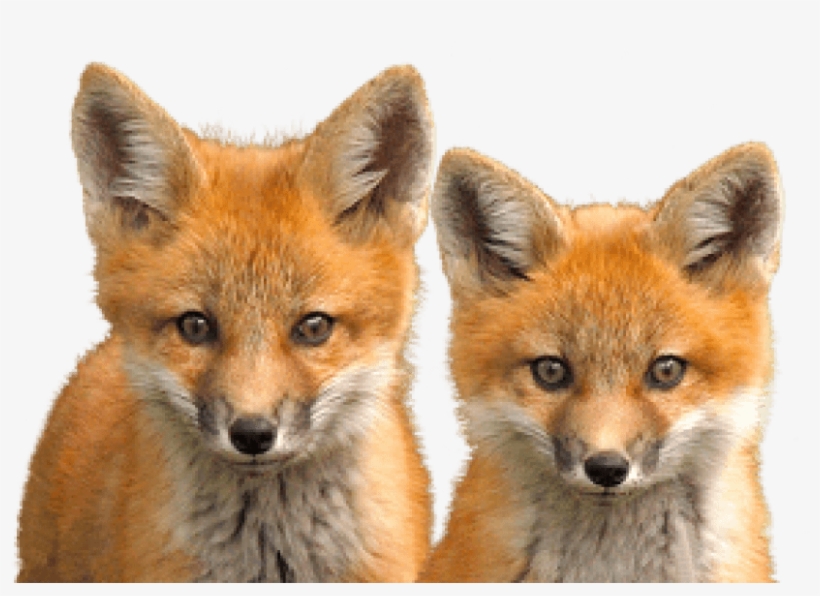 Free Png Fox Png Images Transparent - Fox, transparent png
