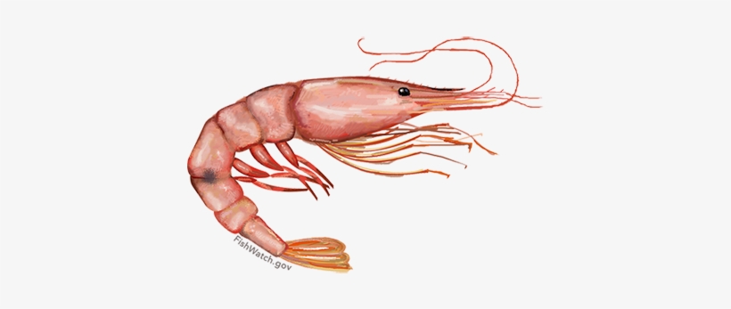 Pink Shrimp - Farfantepenaeus Duorarum, transparent png