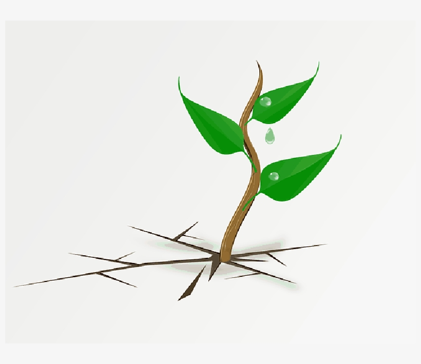 Mb Image/png - Plant Growing Clipart, transparent png
