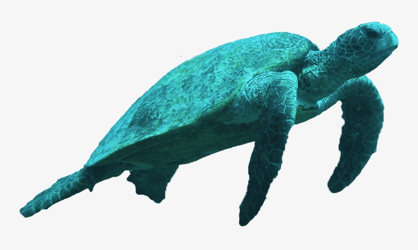 Sea Turtle Slide - Stuffed Toy, transparent png