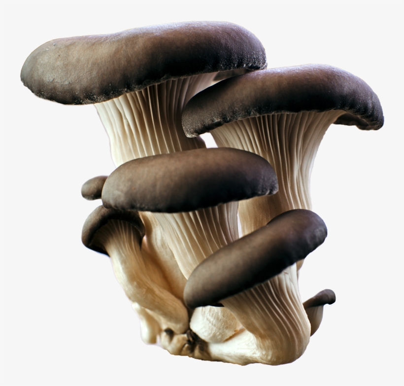 Grey Oyster Mushroom Png, transparent png