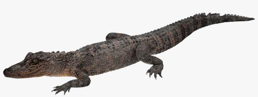 Crocodile Walking - Crocodile With Transparent Background, transparent png