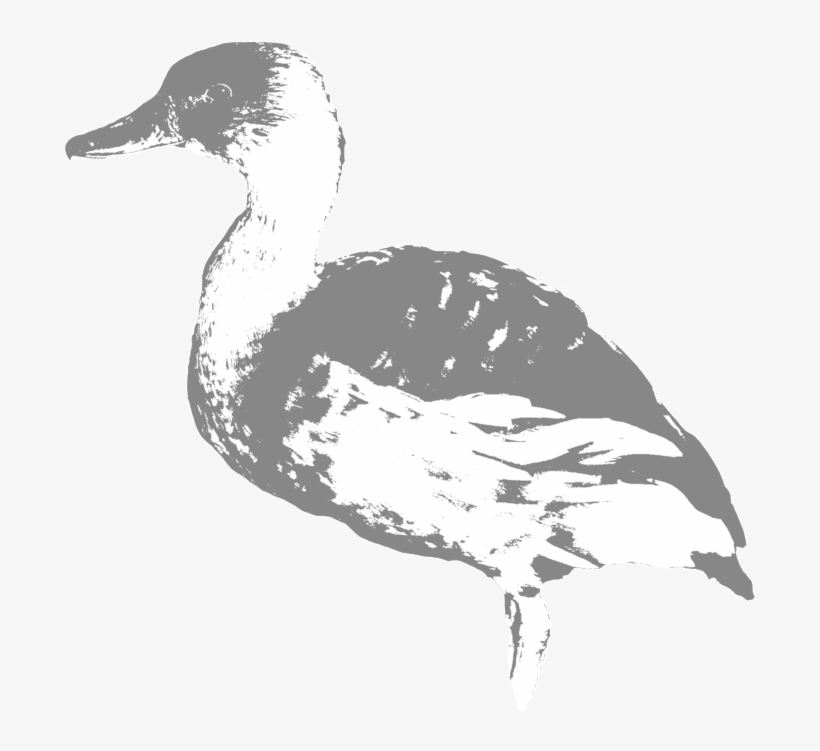 Fulvous Whisting Duck - Fulvous Whistling Duck, transparent png