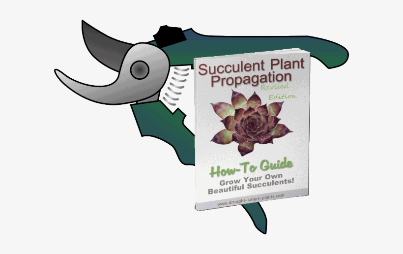 Succulent Plant Propagation How-to Guide, Revised Edition - Pruning Shears Clipart, transparent png