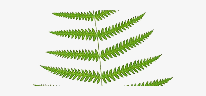 Fern, transparent png