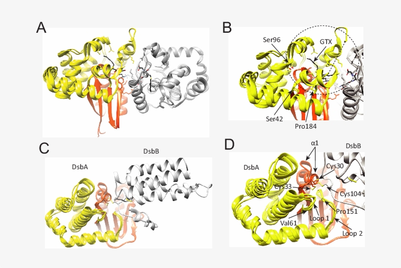 Structural Location Of The -helical Subdomain In Gst - Glutathione S-transferase, transparent png