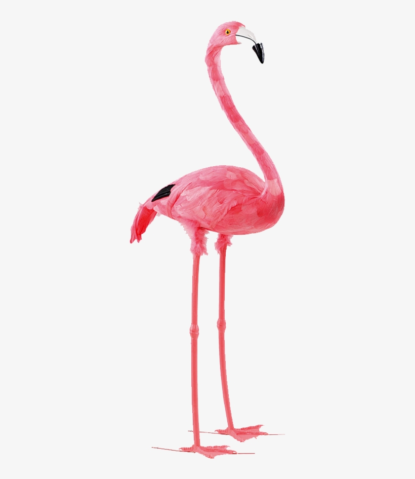 Flamingo, transparent png