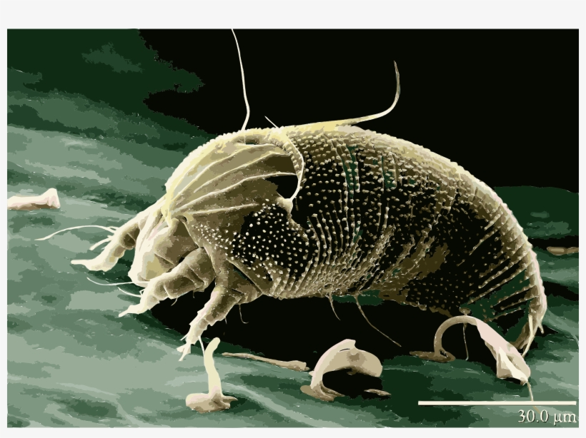 This Free Icons Png Design Of Rust Mite, Aceria Anthocoptes, transparent png