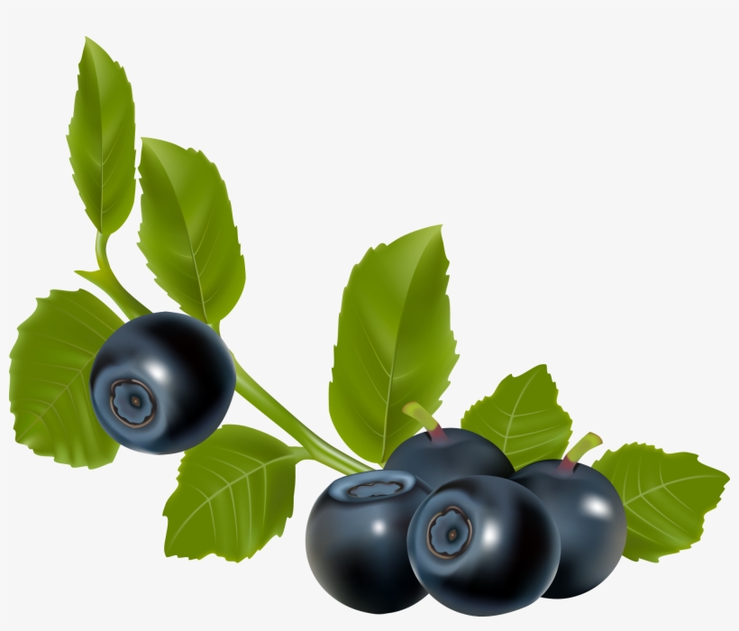 Ягода Черника - Blueberry Vector, transparent png