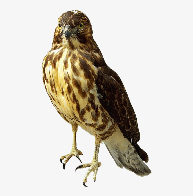 Prairie Falcon Clipart Transparent - Falcon Png, transparent png