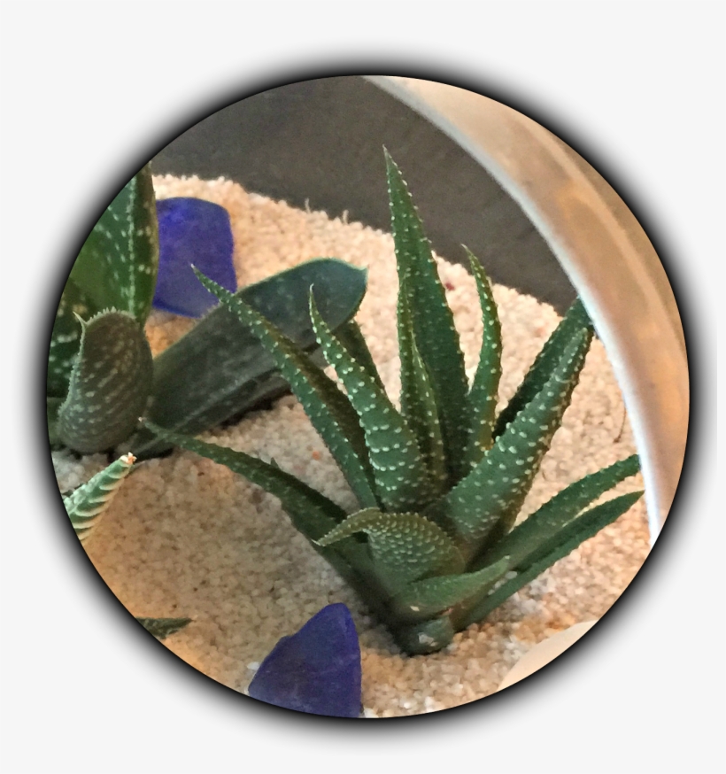Haworthia New - Drawing, transparent png