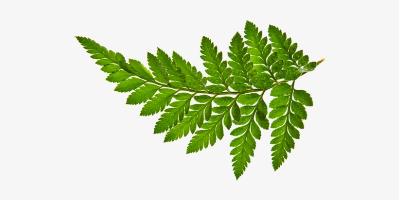 Environmental - Psychology: A Modular Approach [book], transparent png
