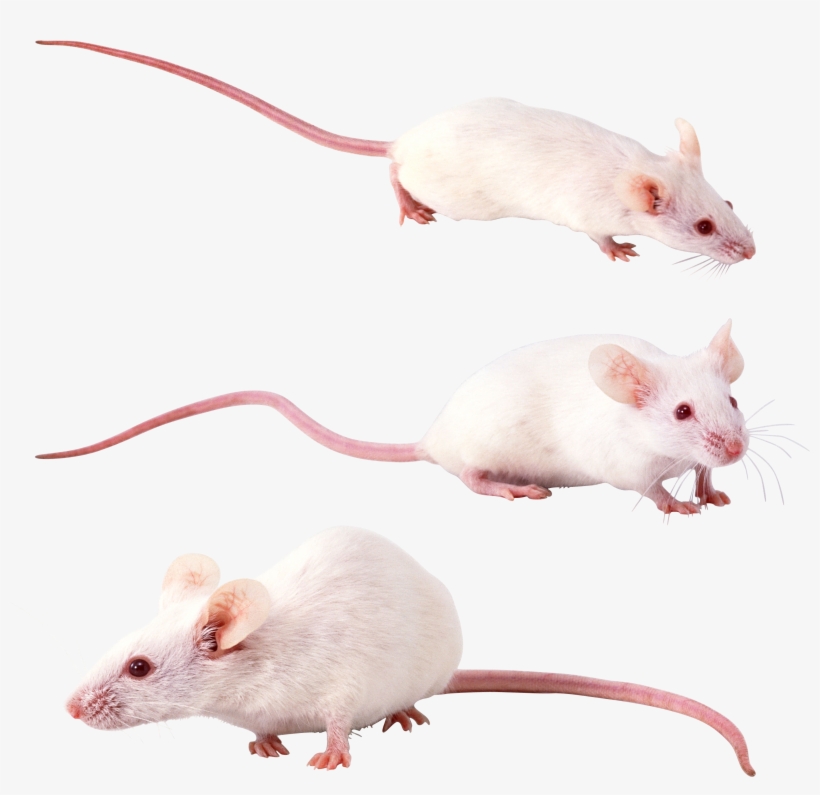 Photography, transparent png