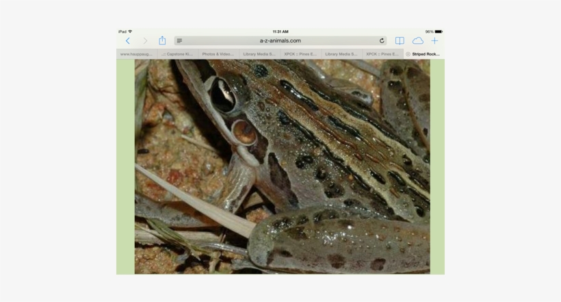 Catches Bugs With Its Long Stretchy Tongue - Rocket Frog, transparent png