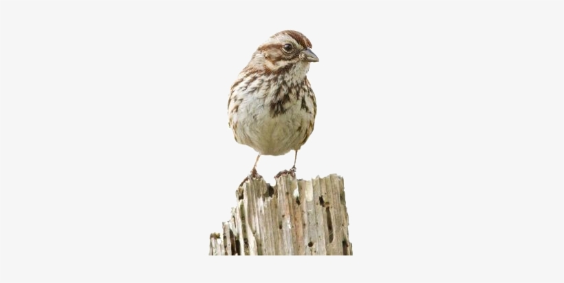 Early Bird Reward - Song Sparrow, transparent png