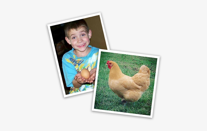 Image Of Local Chicken Enthusiasts From Contest - Chicken, transparent png