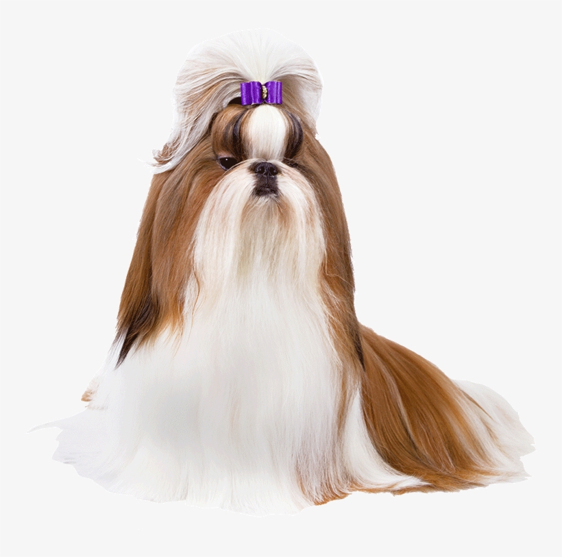 Shih Tzu - Shitizu Png, transparent png