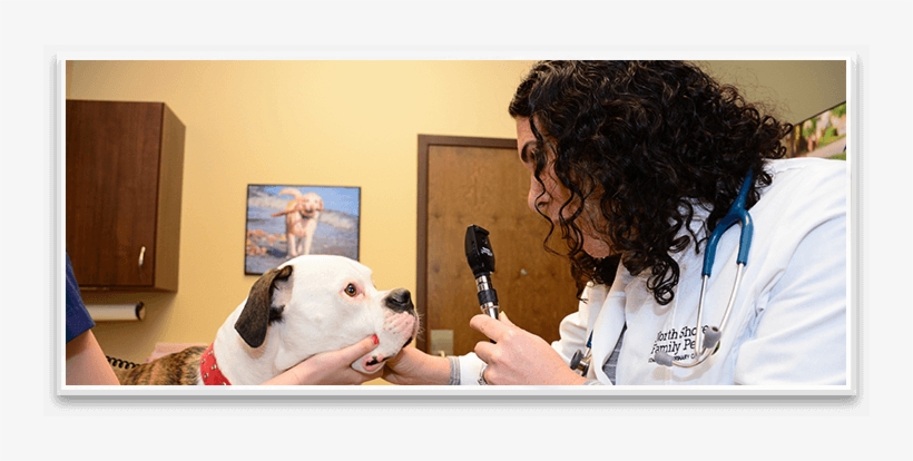 Veterinarian In Northbrook Il - Northbrook, transparent png