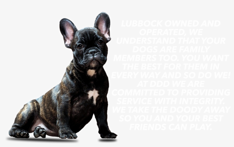 Ddd About Us Edit With Clown Dog - Dog, transparent png