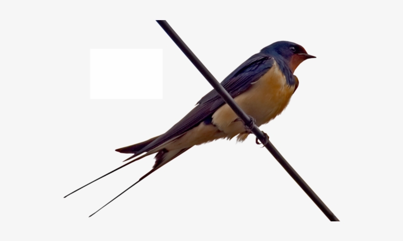The True Acrobats Of The Sky - Barn Swallow, transparent png