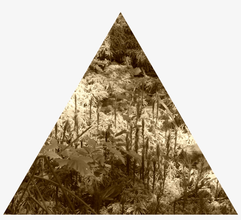 Woodlot Nw Of Kornilovo - Triangle, transparent png