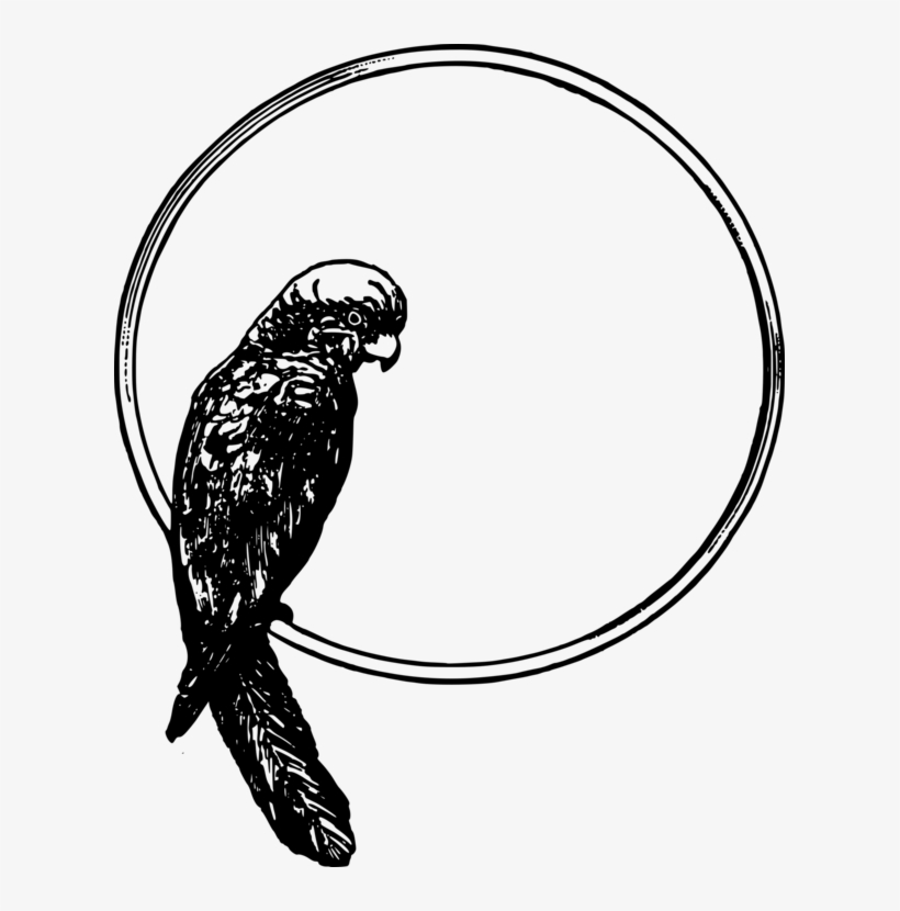 All Photo Png Clipart - Parrot, transparent png