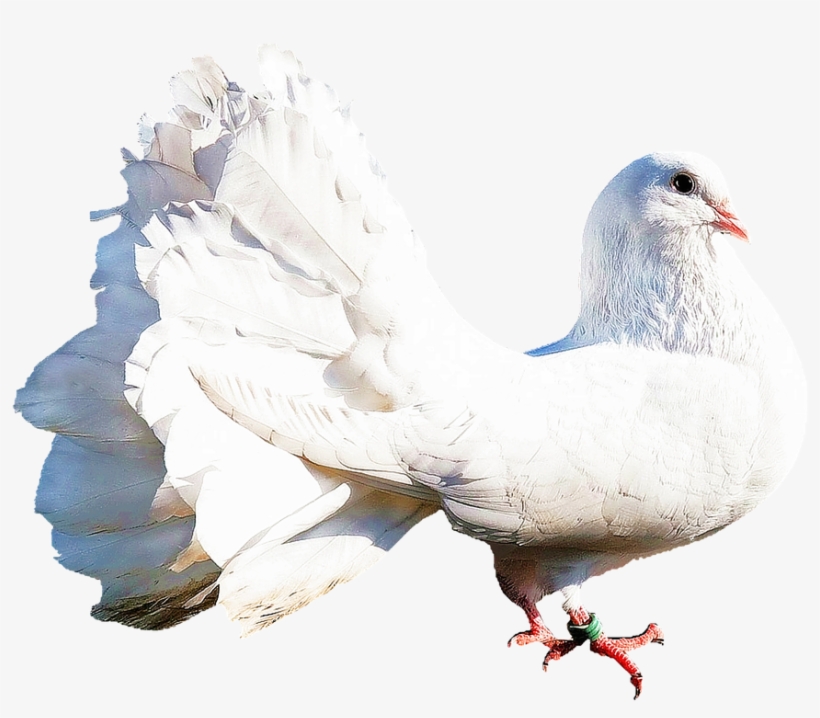 Bird, transparent png