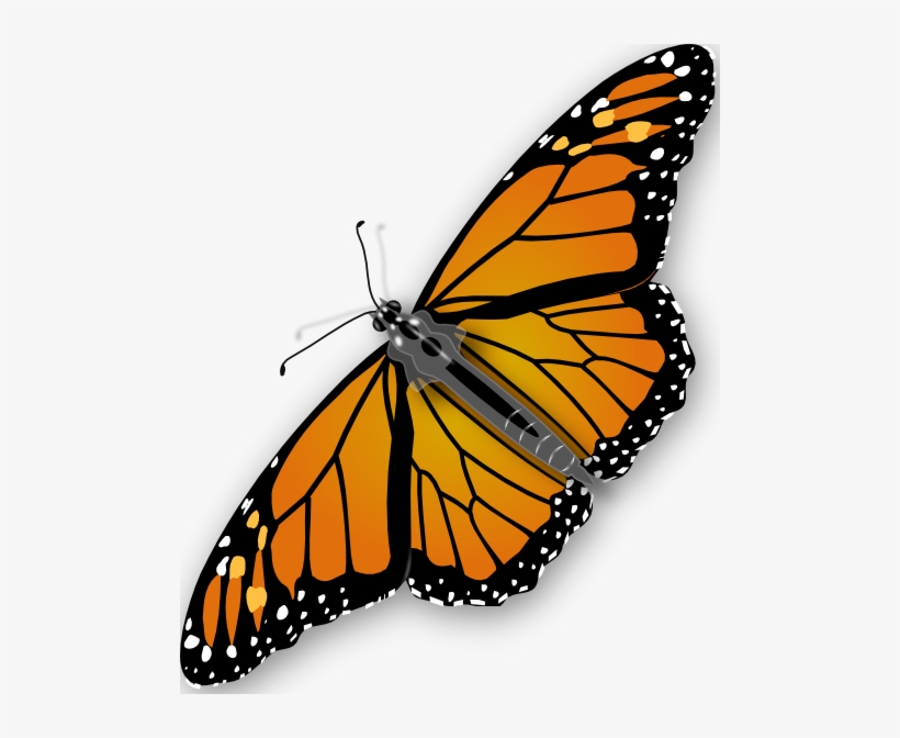 Monarch Butterfly Clipart Real Butterfly - Butterfly Png, transparent png