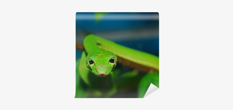 Smooth Greensnake, transparent png