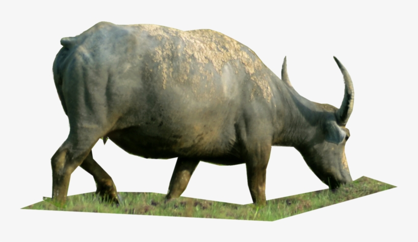 Bull, transparent png
