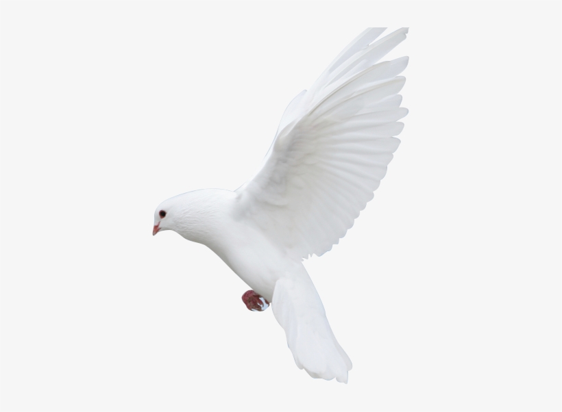 The Questions Every Family Has The Answers Every Family - Rock Dove, transparent png