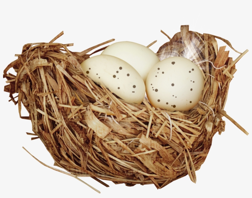 Nest Png - Гнезда Птиц На Прозрачном Фоне, transparent png