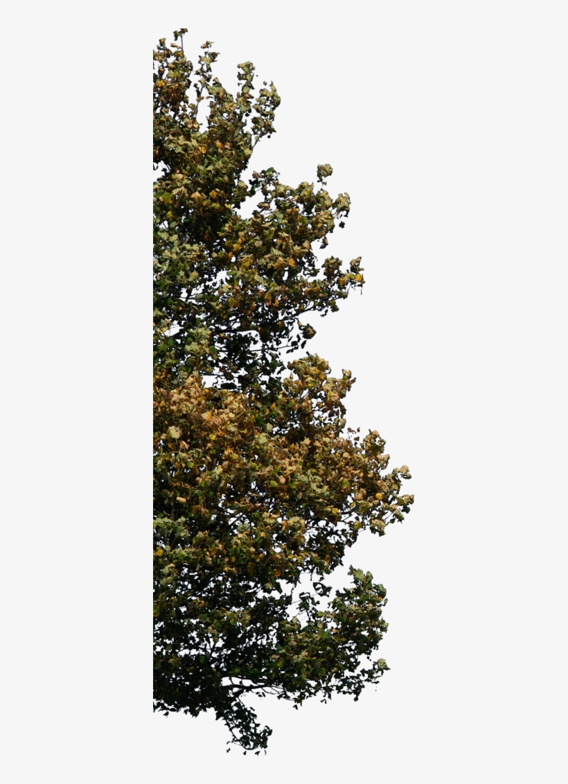 Tree Corner 2 Png - Renders Photoshop Arboles Png Arquitectura, transparent png