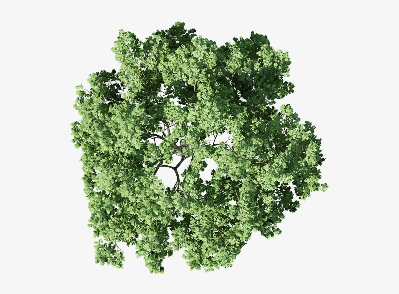 Trees Photoshop - Cây Mặt Bằng Photoshop, transparent png